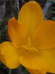 Crocus flavus
