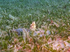 Callechelys marmorata