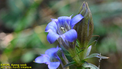 Gentiana scabra