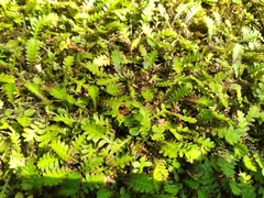 Leptinella squalida squalida