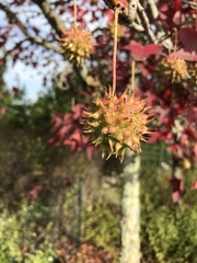 Liquidambar formosana