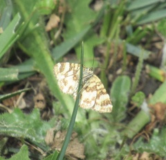 Chrysolarentia polycarpa