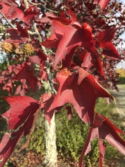 Liquidambar formosana