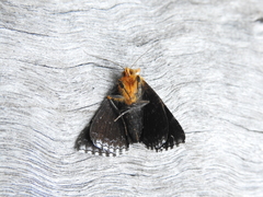 Buzara latizona