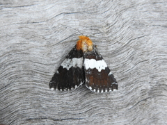 Buzara latizona