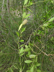 Vincetoxicum carnosum