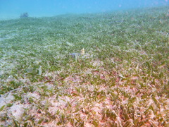 Callechelys marmorata