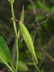 Vincetoxicum carnosum