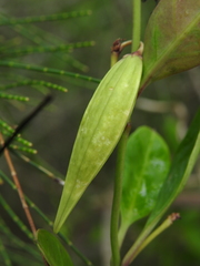 Vincetoxicum carnosum