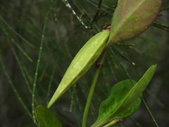 Vincetoxicum carnosum