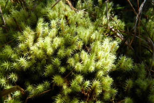Breutelia affinis