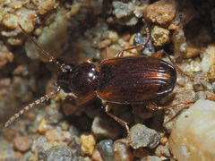 Trechus quadristriatus