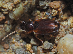 Trechus quadristriatus