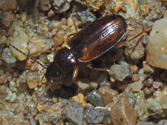 Trechus quadristriatus