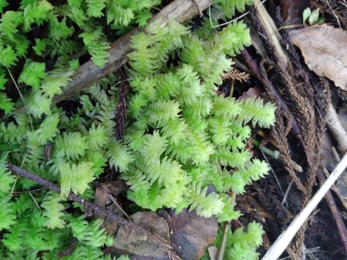 Schistochila glaucescens