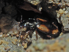 Peryphus
