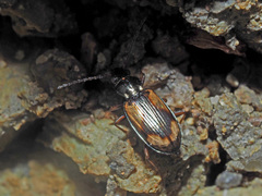 Peryphus