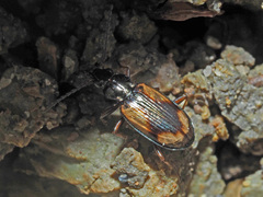 Peryphus