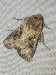 Mythimna languida