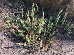 Salicornia blackiana