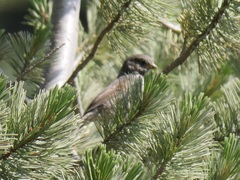 Passerella iliaca