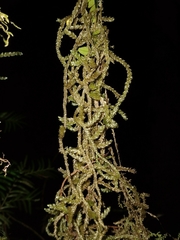 Weymouthia cochlearifolia