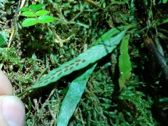 Notogrammitis pseudociliata