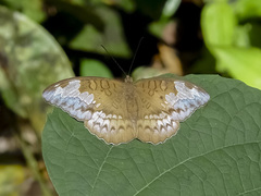 Tanaecia godartii asoka