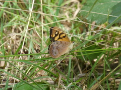 Heteronympha paradelpha