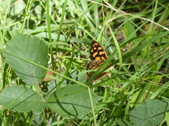 Heteronympha paradelpha