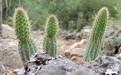 Cleistocactus samaipatanus