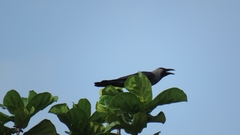 Corvus splendens