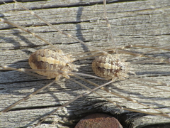 Cosmobunus granarius