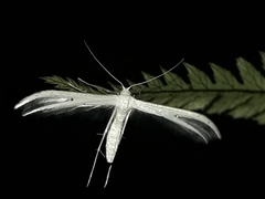 Pterophorus