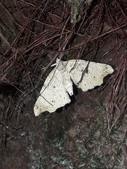 Chalastra pellurgata