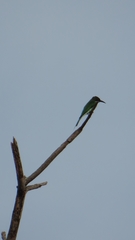 Merops viridis