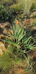 Aloe verecunda
