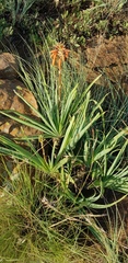 Aloe verecunda