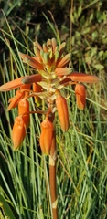 Aloe verecunda