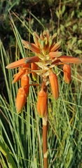 Aloe verecunda