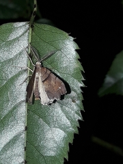 Chalastra pellurgata