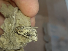 Mythimna languida