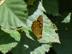 Heteronympha paradelpha