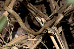 Dendrelaphis grandoculis