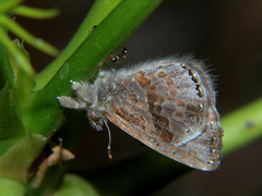 Lachnocnema bibulus