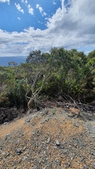 Eucalyptus coccifera