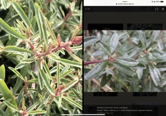 Atriplex paludosa paludosa