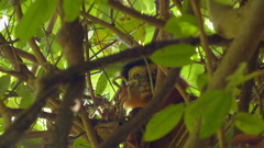 Piliocolobus badius temminckii