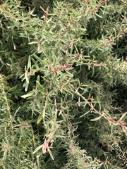 Atriplex paludosa paludosa
