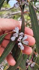 Eucalyptus coccifera